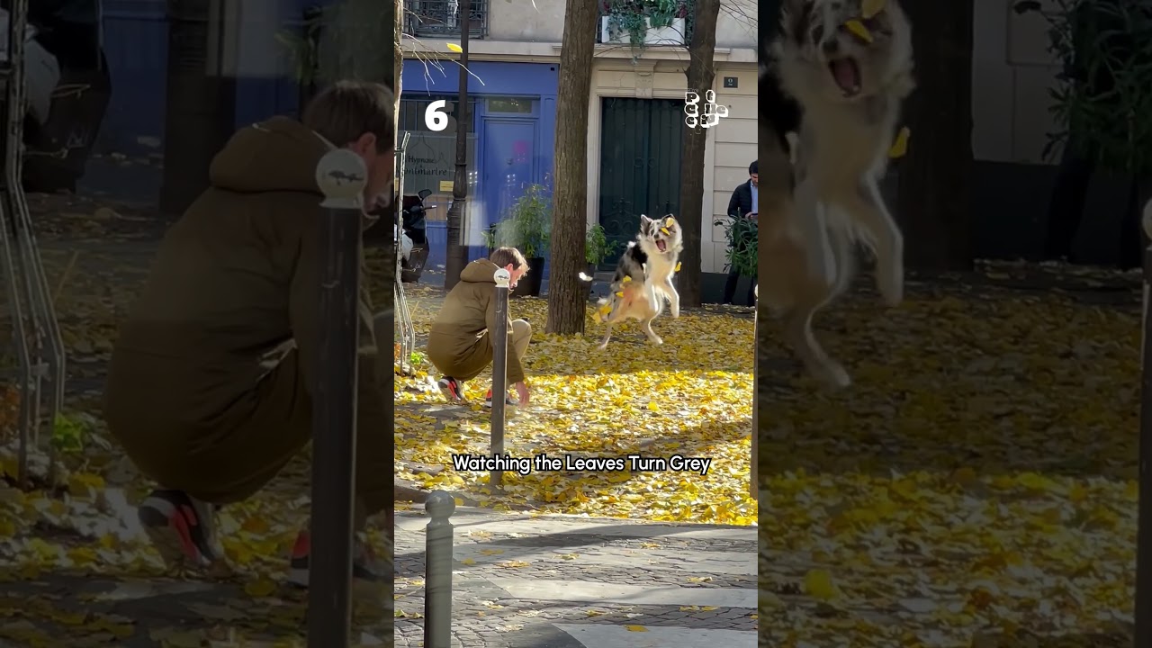 Top 10 Pets Of The Week!