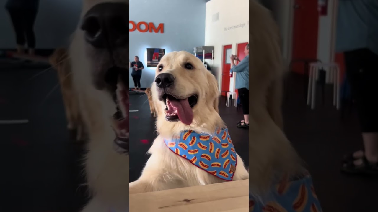 Golden Retriever Attends His First Ever Birthday Party! 💕🥹