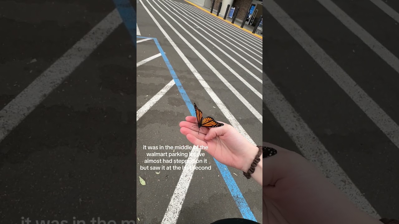 Woman Nurses Injured Butterfly Back To Health