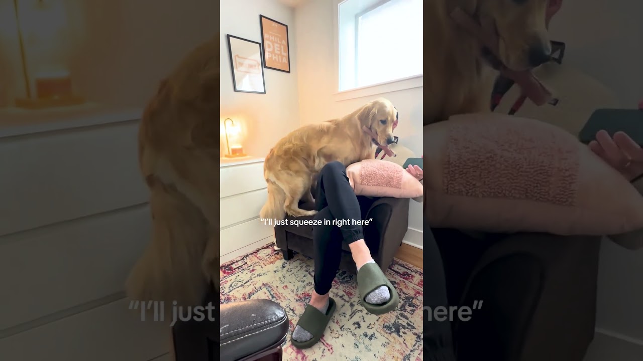 "Let me just scoot on in here..." 🤣🐕💕 #DogLife #GoldenRetriever #FunnyDog
