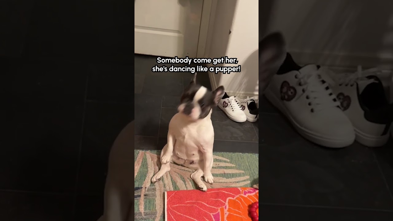 She was ON BEAT too! 🤣🎶🐕 #Dog #FunnyDog #Dancing