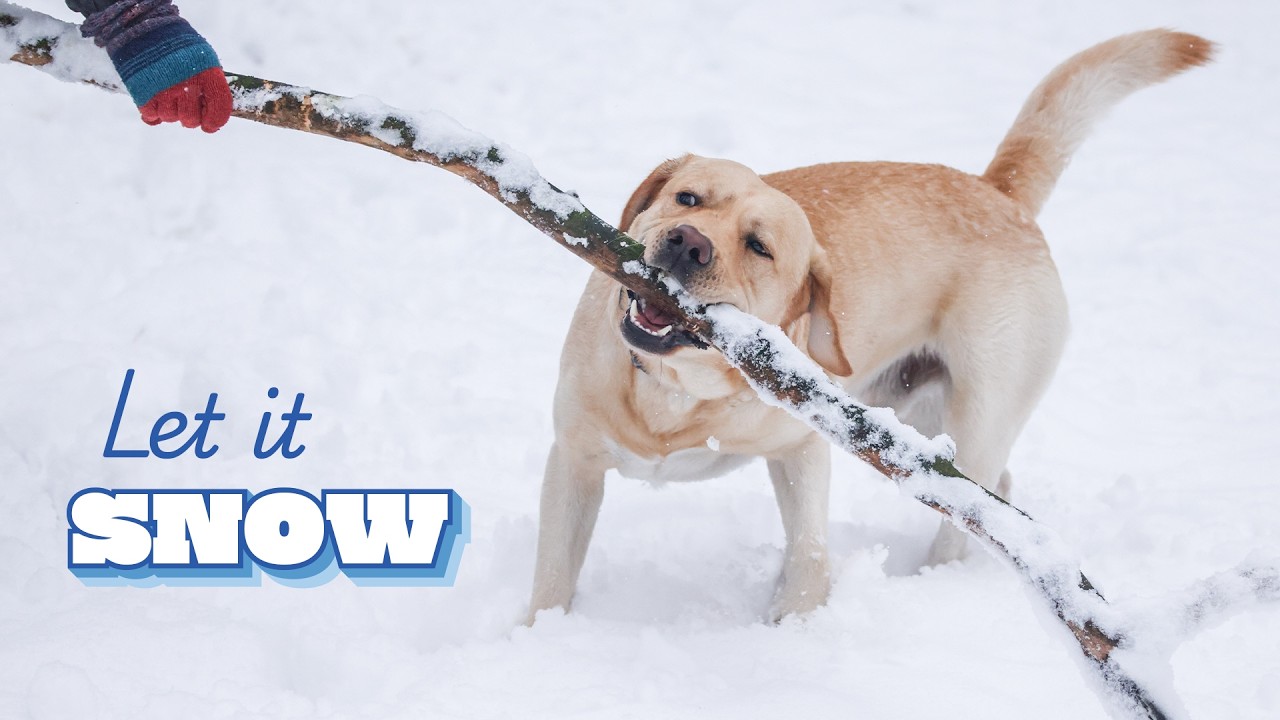 Dogs Discovering Snow 😮❄️ | FUNNIES & Cute Winter Animal Shorts