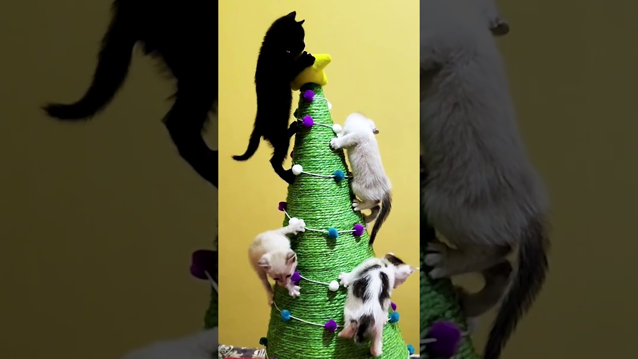Adorable Cat Christmas Tree Has Kittens OBSESSED