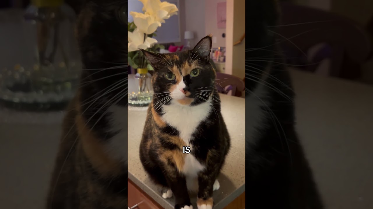 Adorable Cat Helps Finish Christmas Carol!