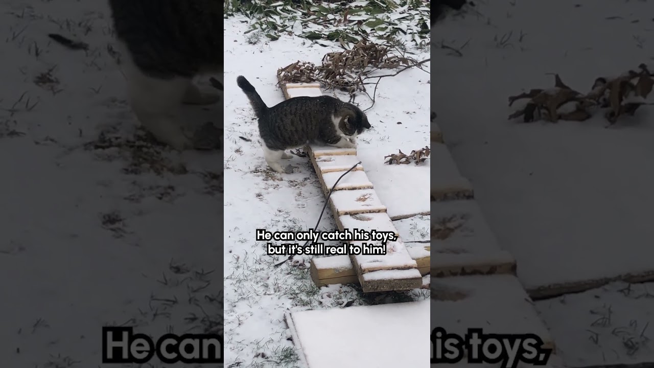 Adorable Cat Hunts His Toys In The Snowy Yard