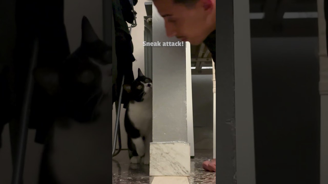 Adorable Cat Plays Hide-And-Seek With Dad! 😻