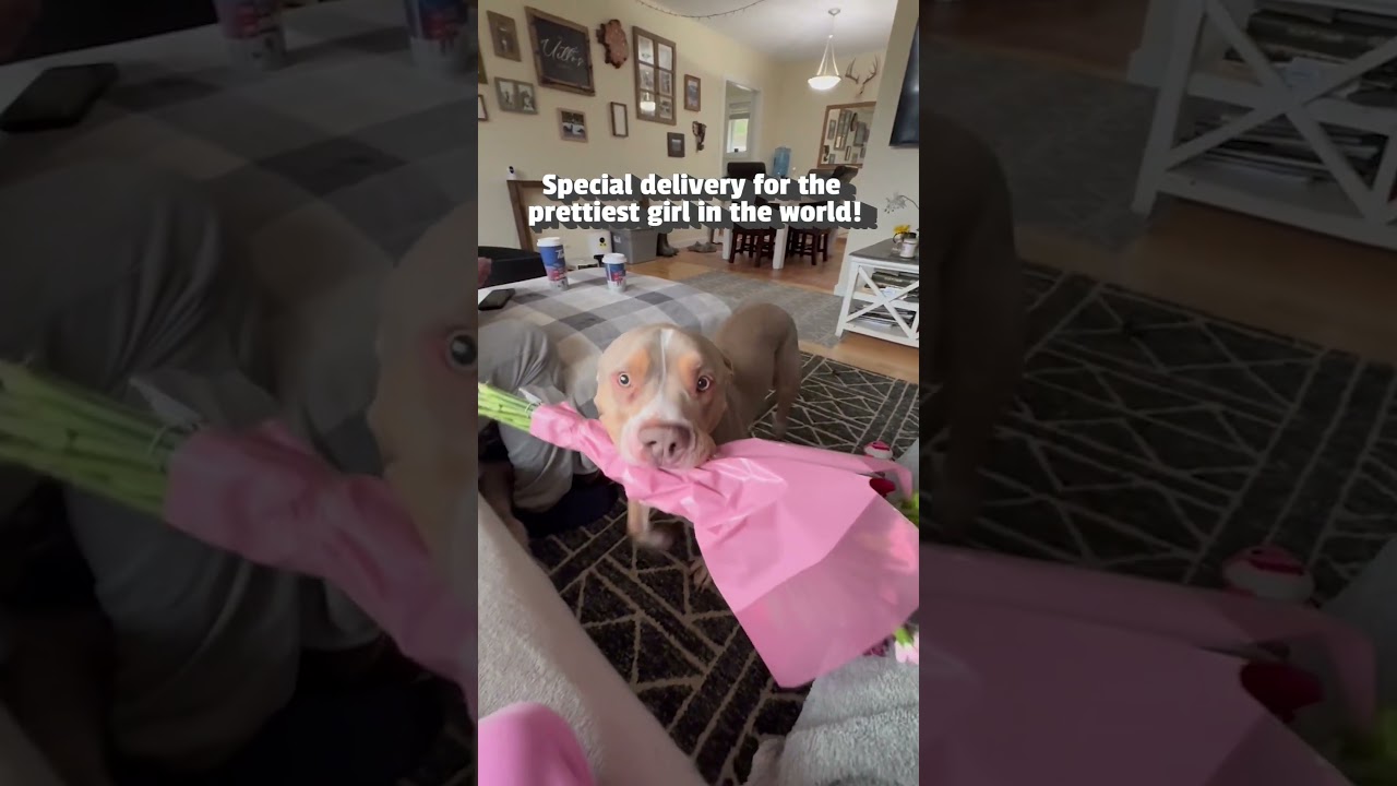Adorable Dog Delivers Flower Bouquet