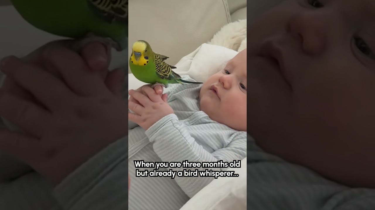 Adorable Parrot Rests on Toddler's Hand