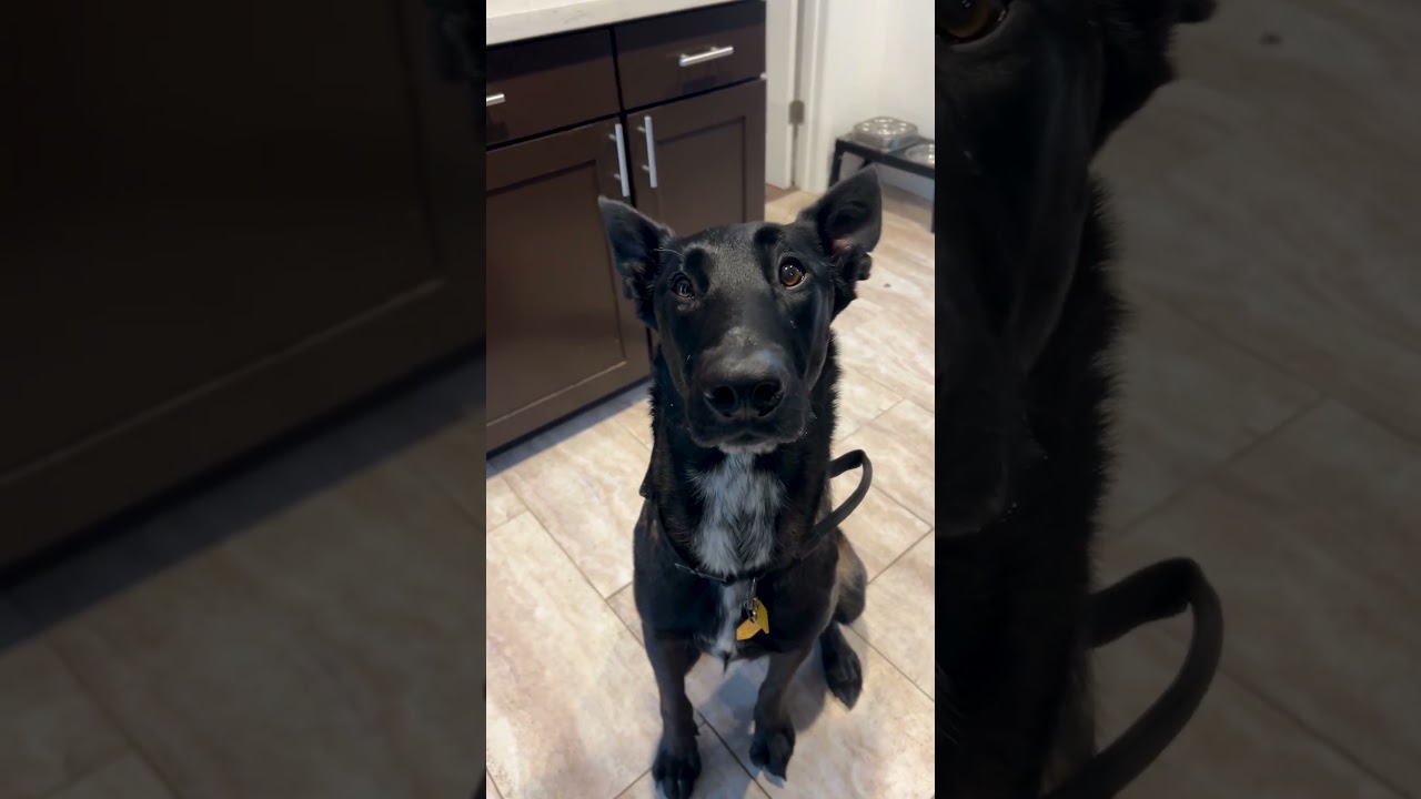 My Dog Has An Adorable Reaction To Me Pretending To Pet Her 🤣🐕