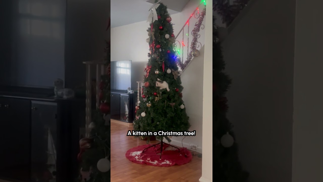 Meowy Christmas from The Pet Collective! 😻🎄 #Christmas #Cat #Cute