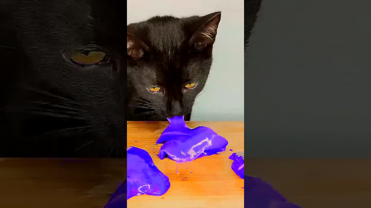 ASMR Cat Eating What? 🧐