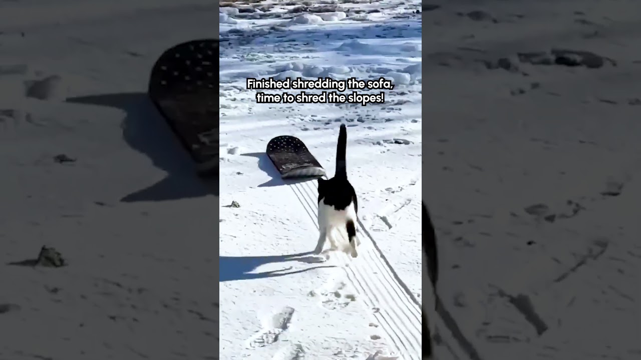 Awesome Cat Snowboards Down Mountain