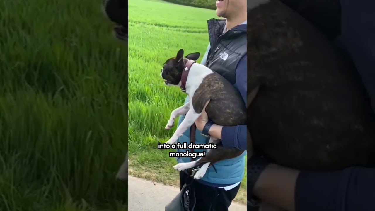 Boston Terrier Doesn't Like Not Getting To Fetch Stick