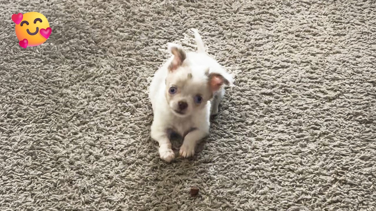 Cutest Baby Animal Videos 🐥 | 1 Hour Of Adorable & Relaxing Baby Animals