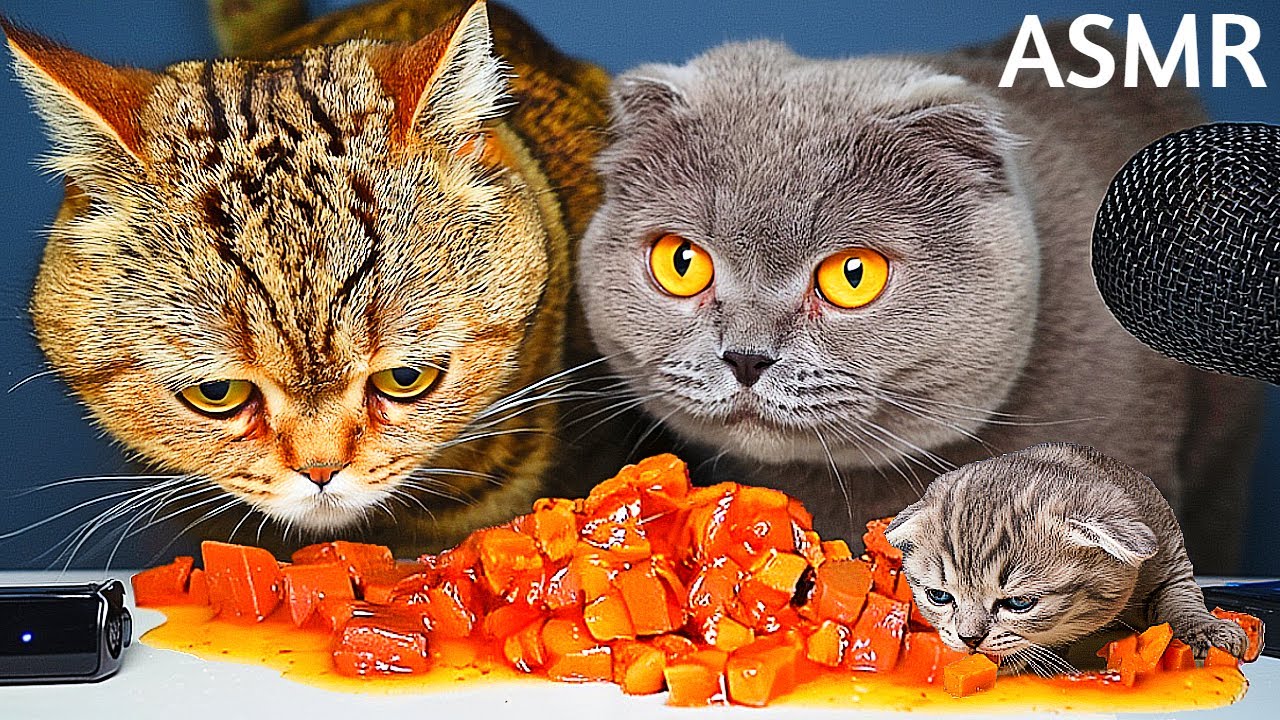 CAT ASMR | Cats Eating Delicious Wet Food