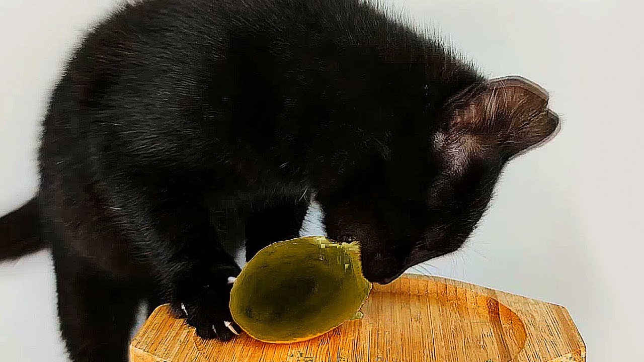Cat Eating "STRANGE" Green Treat! 😳 ASMR