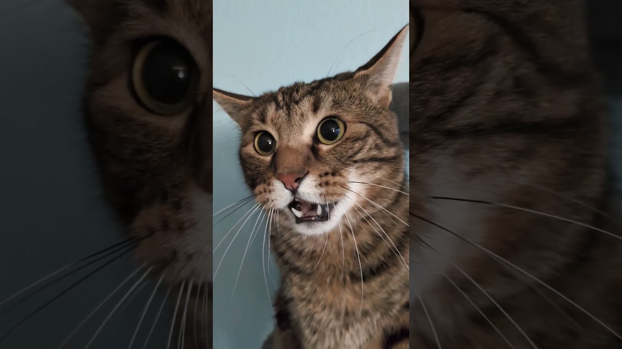 Cat Has Hilarious Reaction To Mom Eating His Food