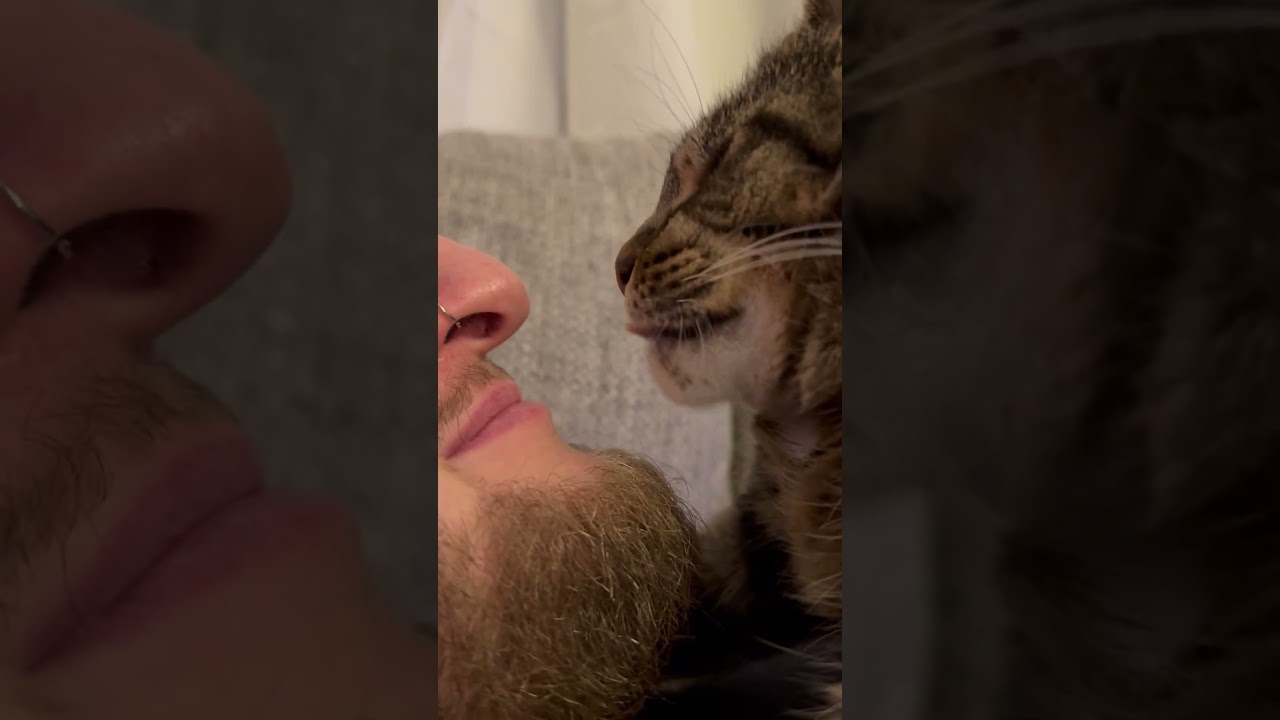 Cat is SICK Of Dad Kissing Him