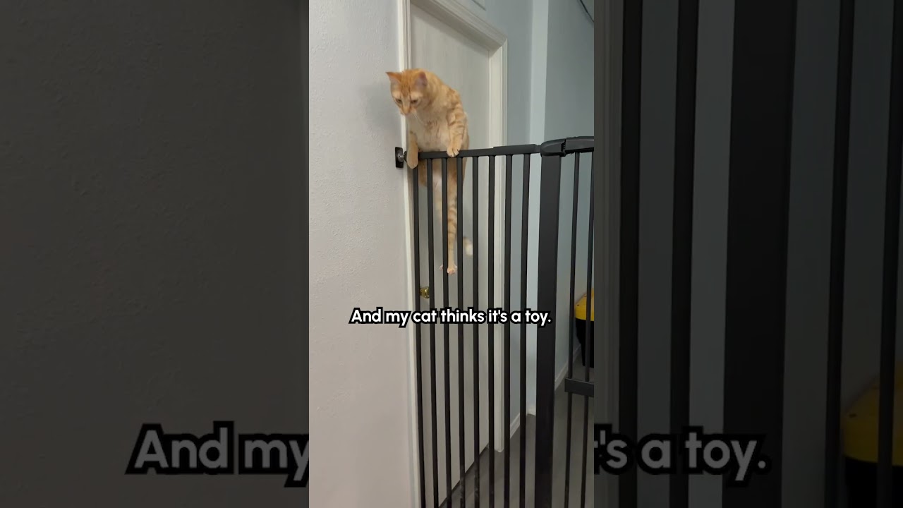 Clever Cat Easily Outsmarts Security Gate