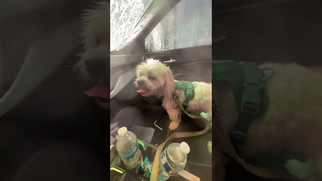 Clumsy Dog Rolls Down Window During Car Wash