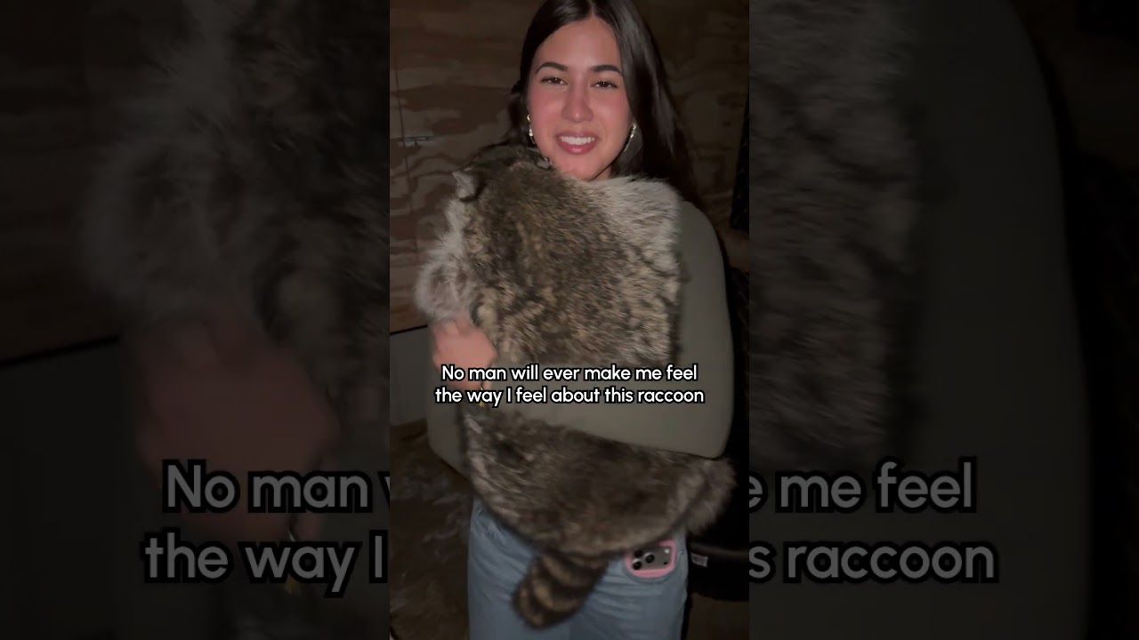 Cuddling My Friend's Rescue Raccoon 😍