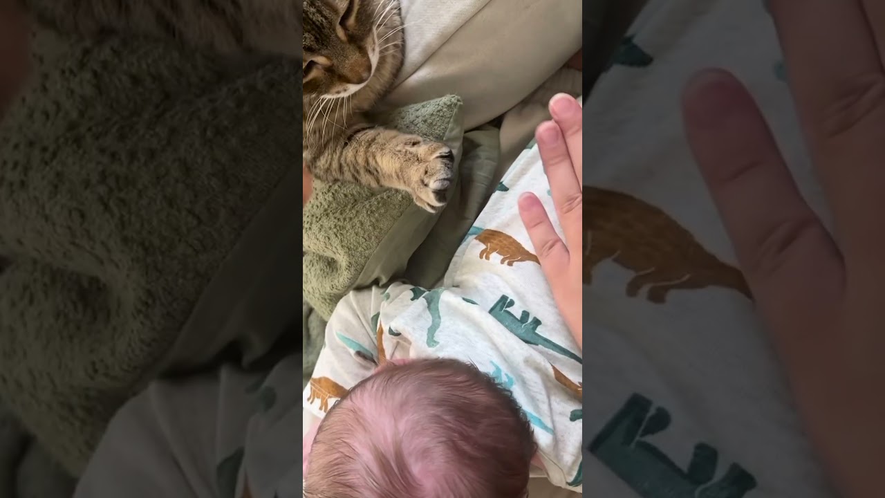 Cute Cat Helps Burp Newborn Baby