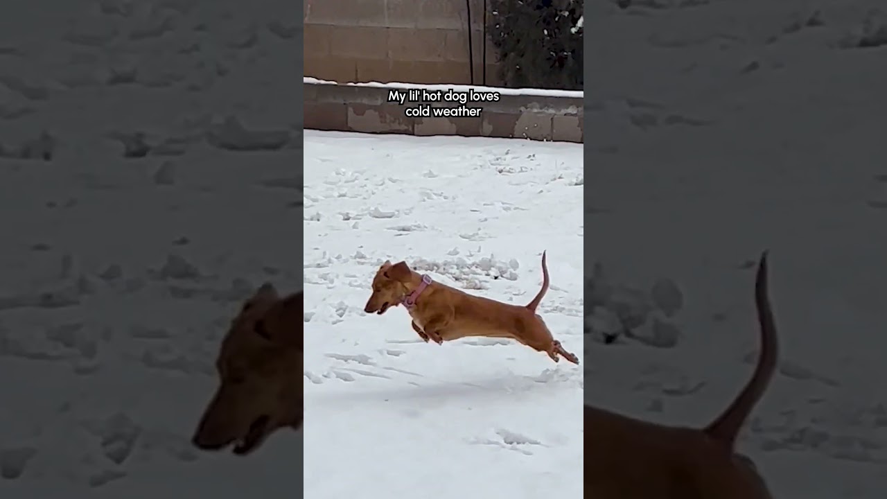 Dachshund LOVES Playing In Snow