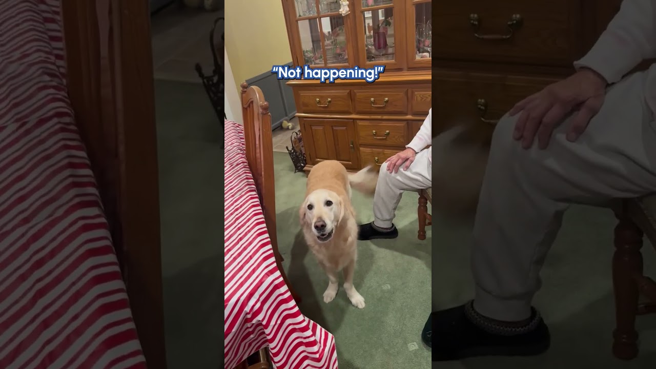 Golden Retriever REFUSES To Leave Grandma's House! 😆👵