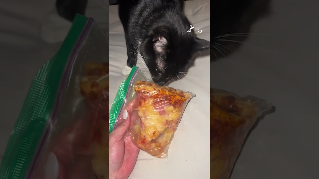 Does Your Pet Bring Random Things Home?!?! | Show Us Your Baddies