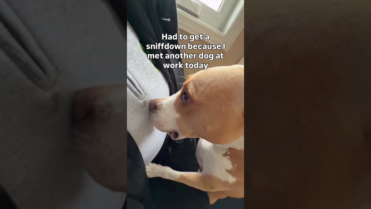 Dog Checks Owner for Other-Dog Smell