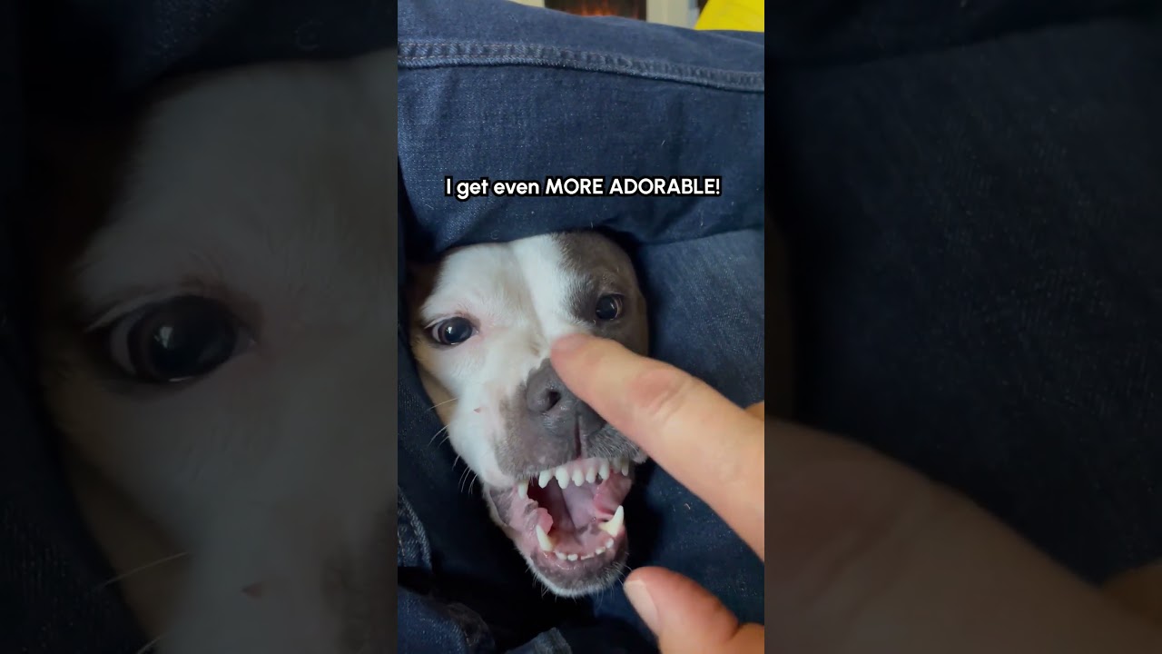 Dog Demands Nose Boop