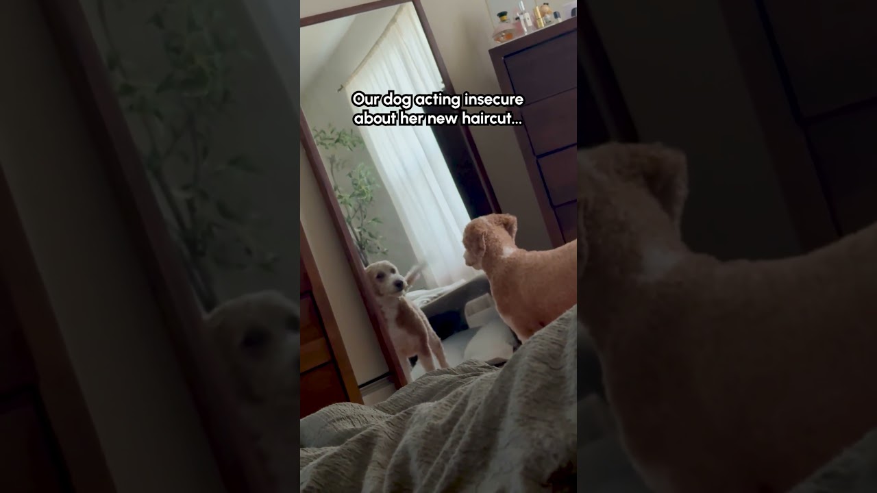 Dog Doesn't Recognize Herself After New Haircut