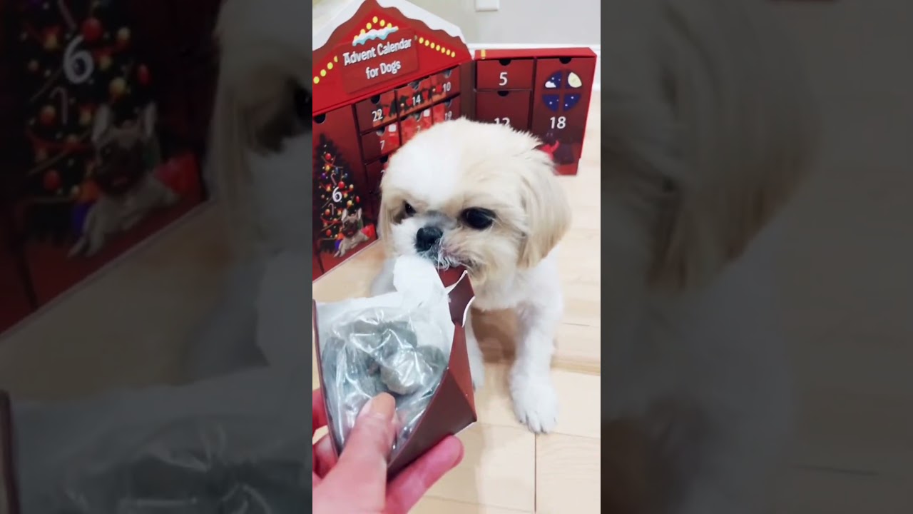 Dog Doesn't Want To Give Up Gift Box