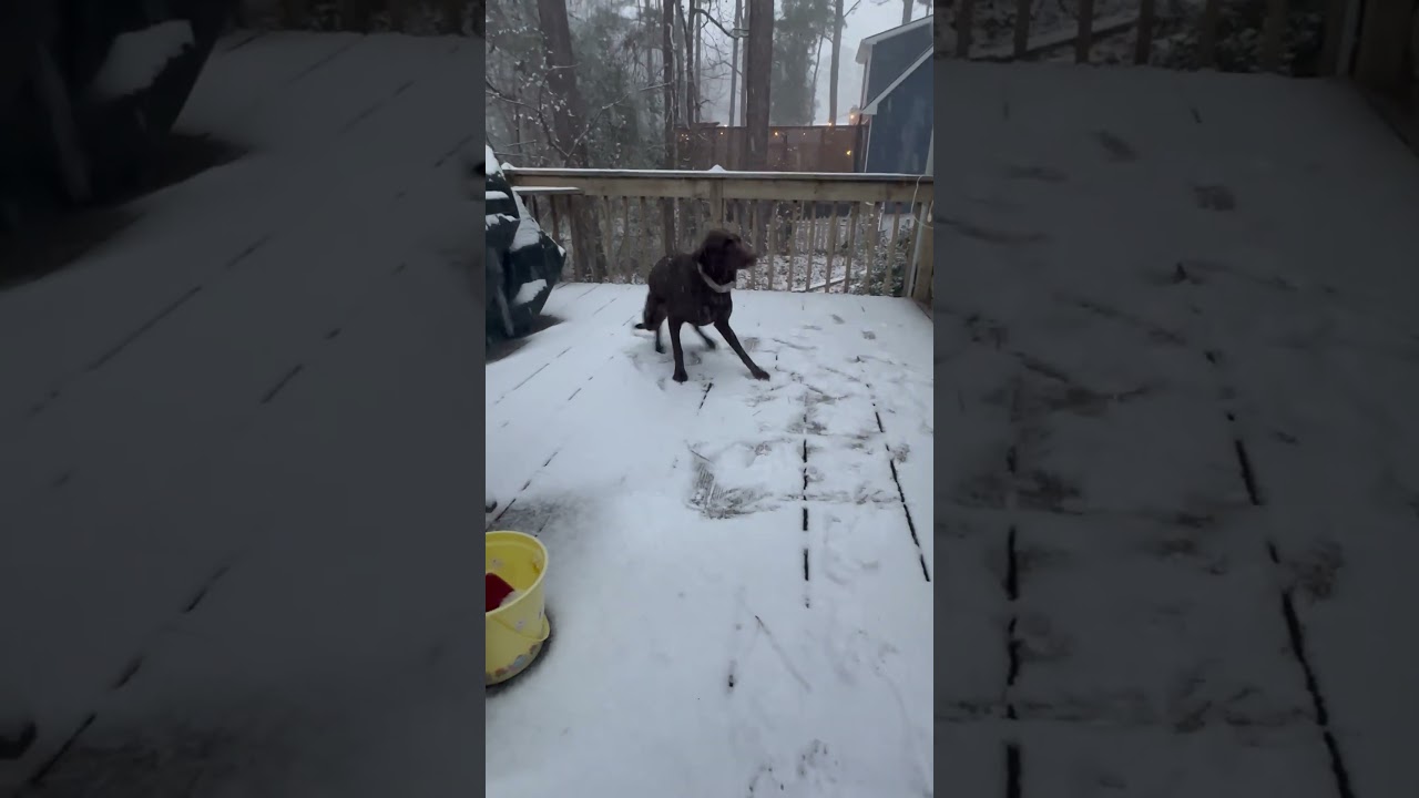 Dog Experiences Snow For The First Time 😍
