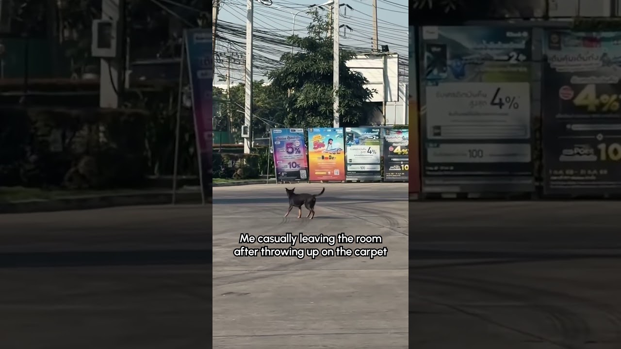 Dog Has Incredibly Happy Strut 🐕 🤩