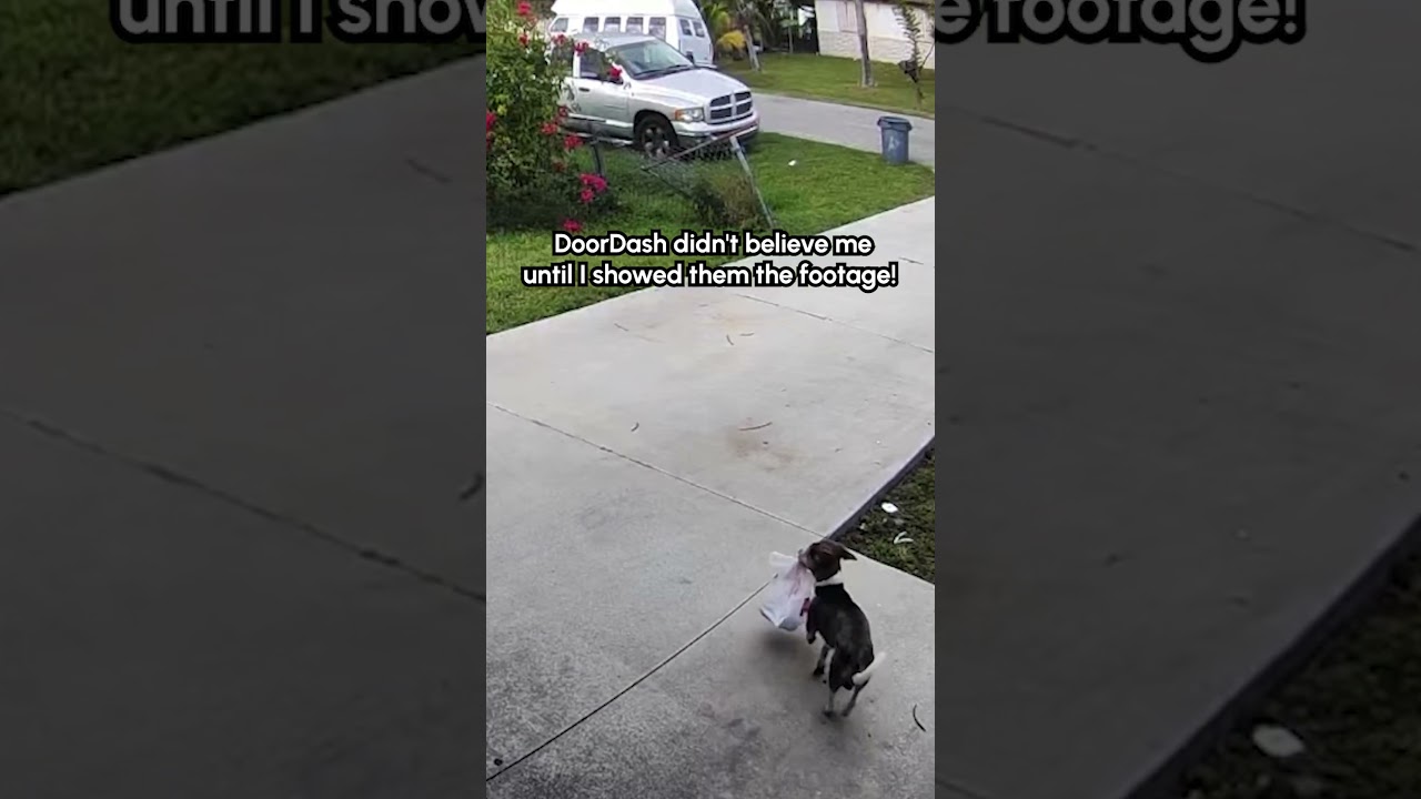Dog Runs Away After Stealing Door Dash Order! 🤣
