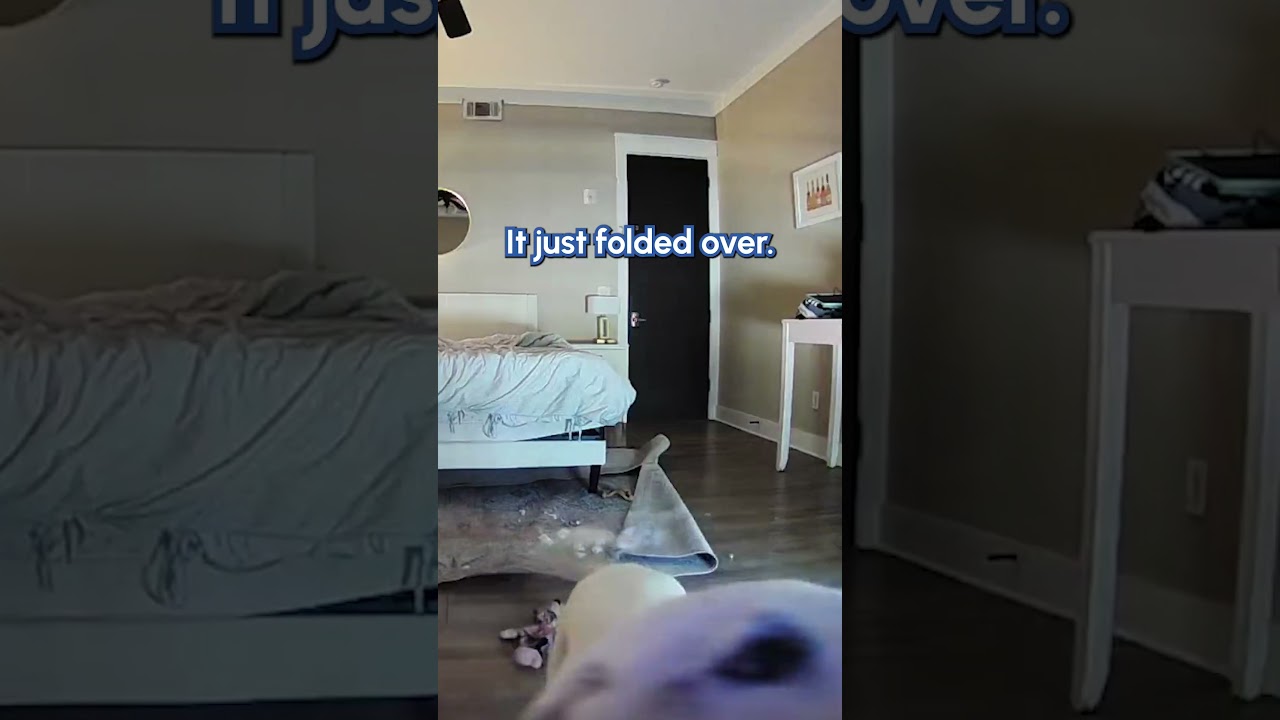 Dog Unplugs Camera When He Gets Caught Misbehaving