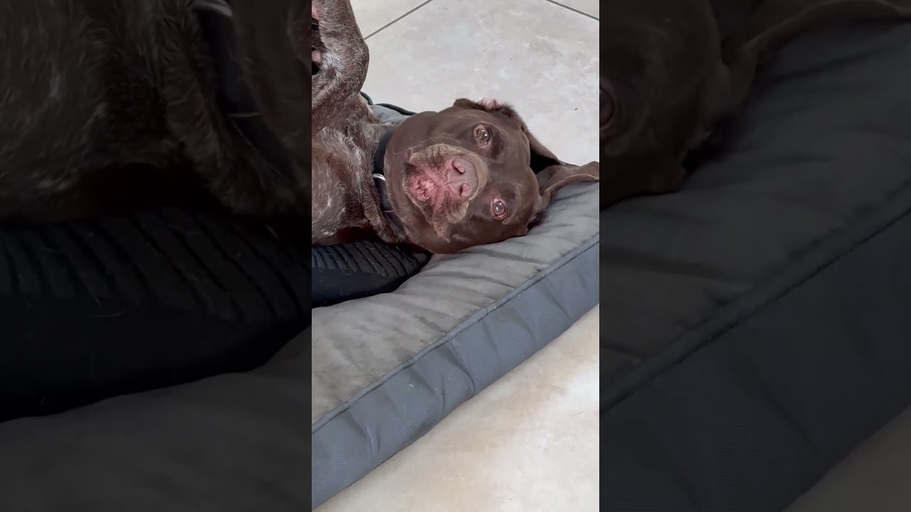 Dramatic Pup Hates Nail Trims