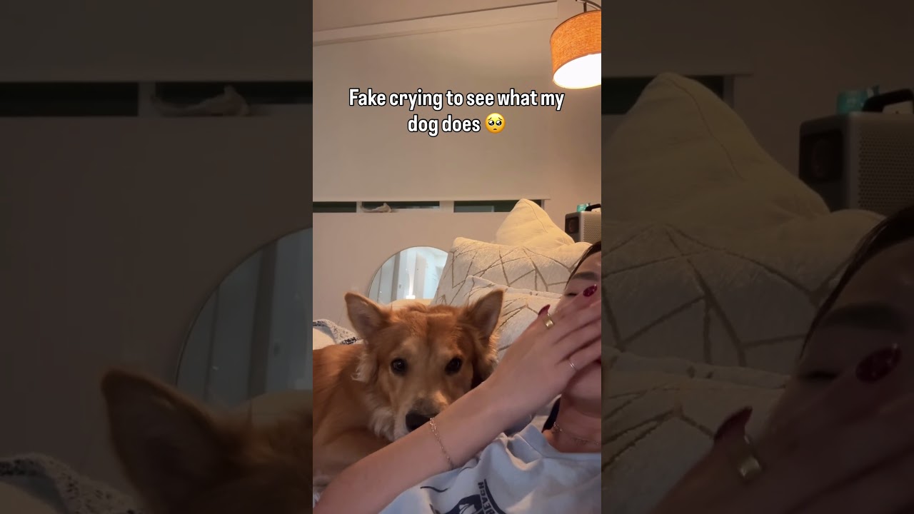 We don't deserve dogs 😭💕🥹  #Dog #DogMom #Cute #FakeCrying