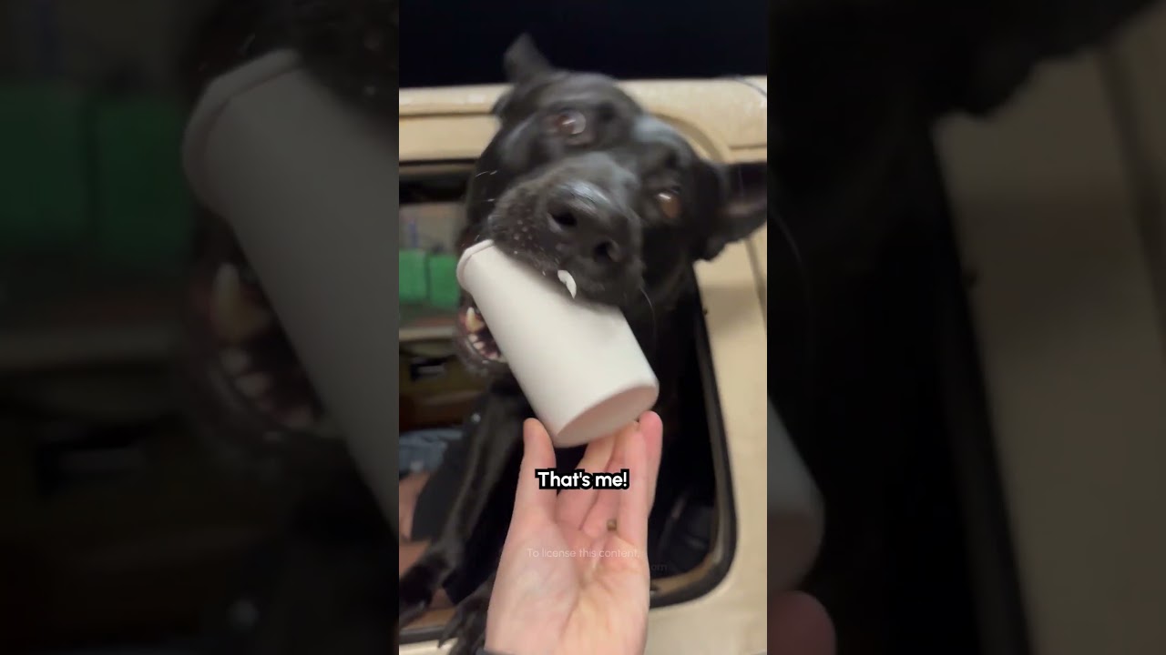 Excited Dog Grabs Pup Cup From Drive Thru Window