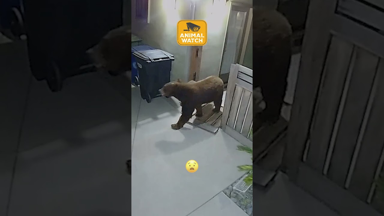 🐾 Nocturnal Animal Fans Only! 🌙 #Funny #Animals #CCTV