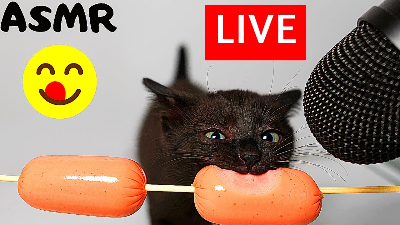 THE CUTEST ASMR 🔴 24/7 LIVE 🔴 Cat Eating Sausage ASMR | Relax & Sleep
