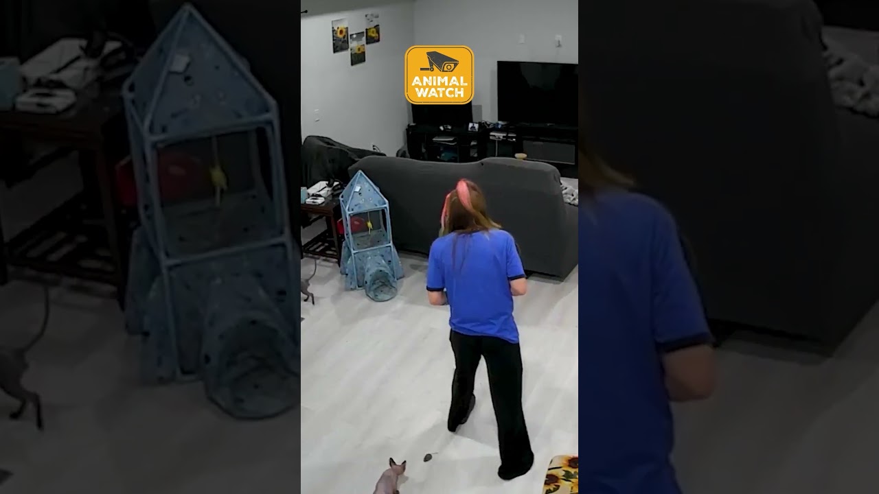 🤣 Animals That Are Defying Gravity | Animal Watch