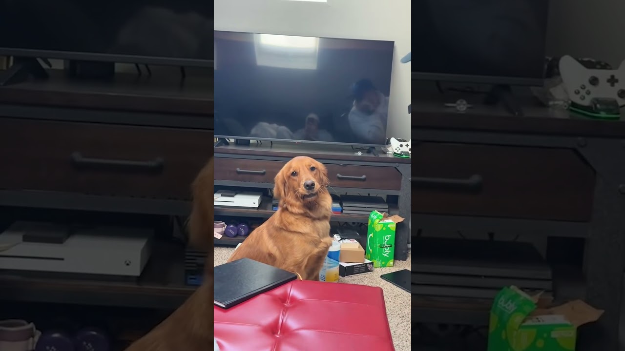 Said it with her whole chest too 😤🗣️ #Dog #GoldenRetriever #FunnyDog #JustinBieber