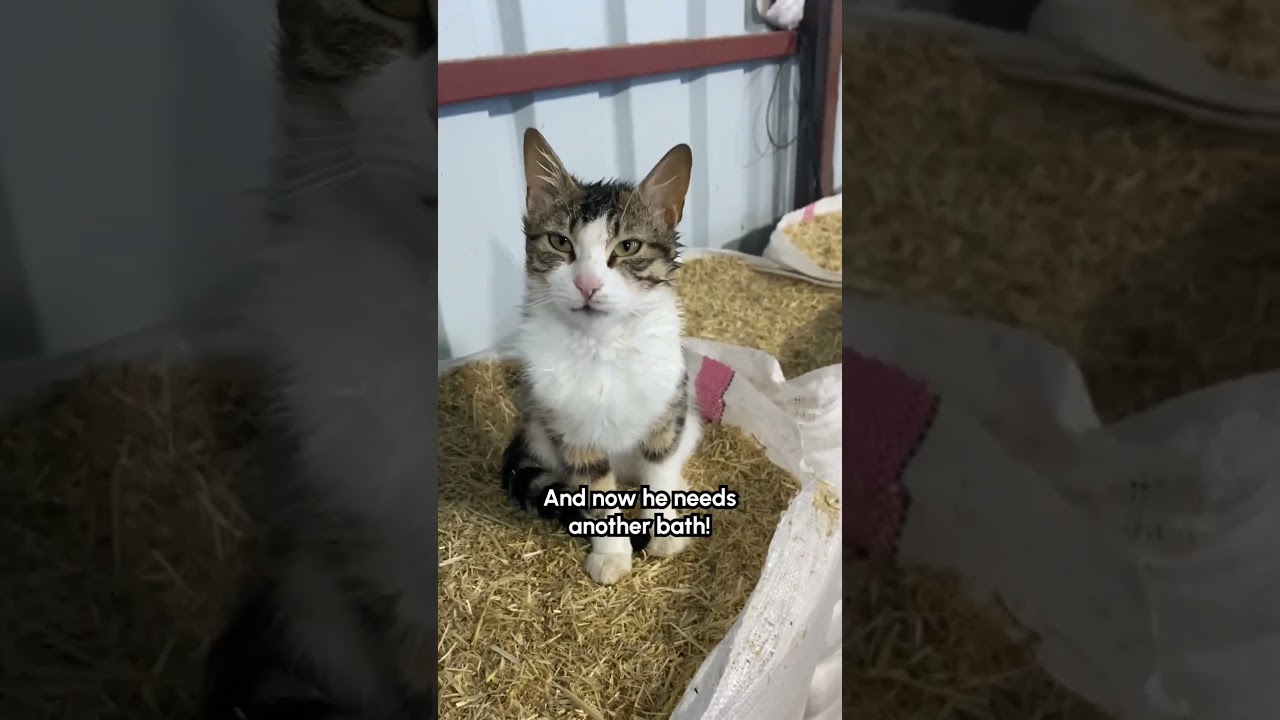 Funny Cow Loves Licking His Cat Friend