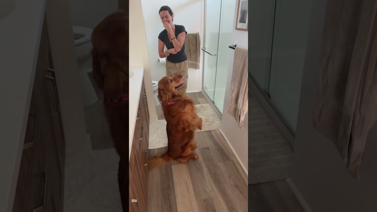 Golden Retriever Has The CUTEST Reaction To Family Photos 🤩