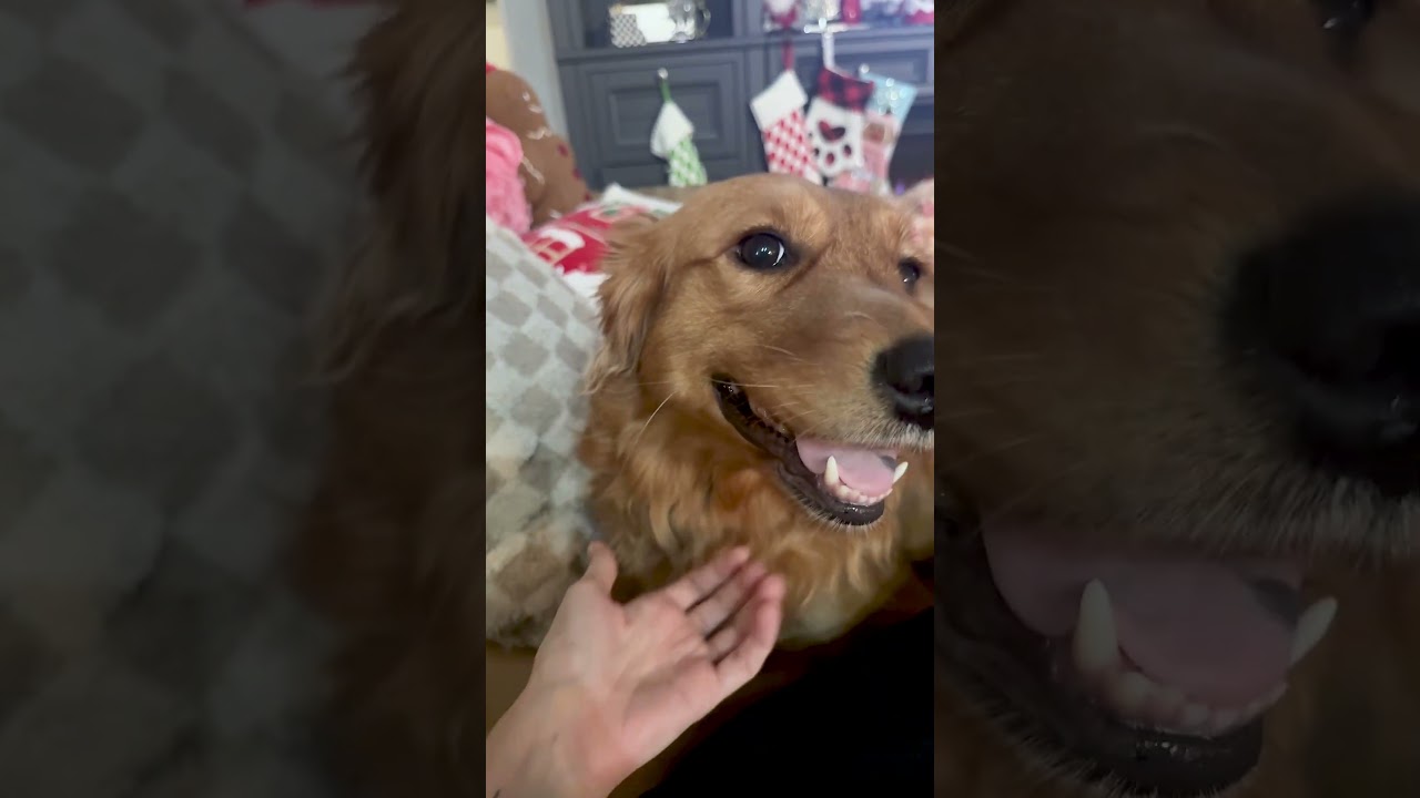 Golden Retriever Reacts To Going Viral 🤳🤣