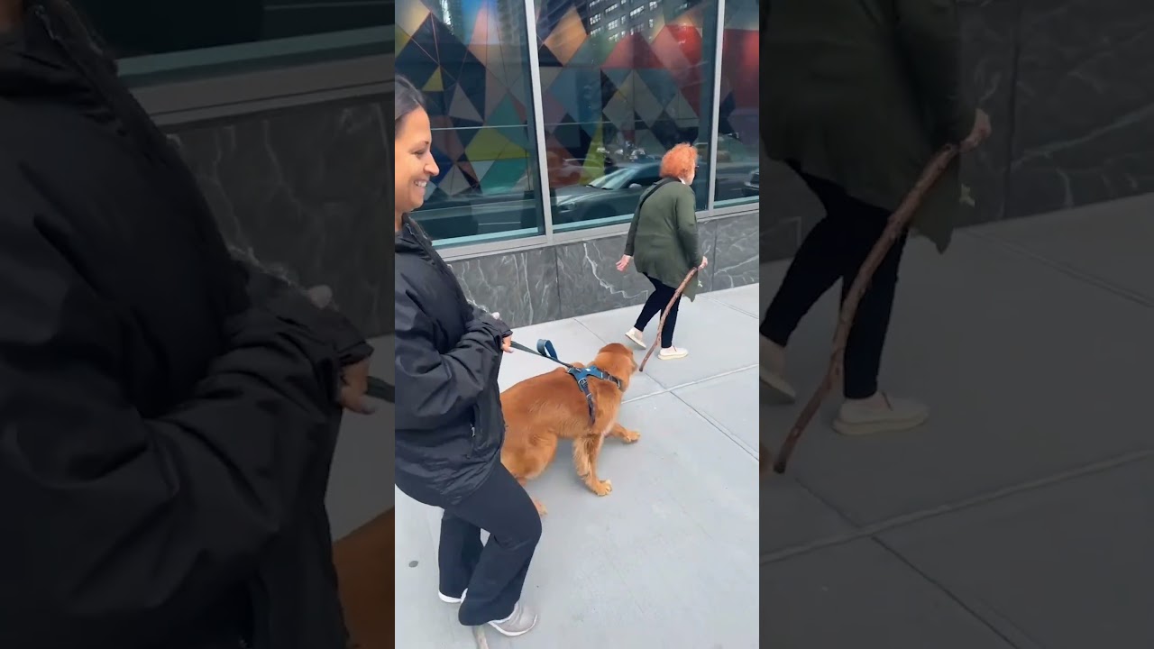 Golden Retriever Snatches Cane He Thinks Is A Stick From Woman!