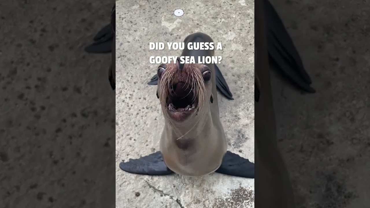 Guess What Animal Is Making This WILD Sound 😱