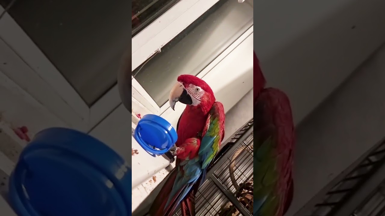 Hilarious Parrot Has Something Important to Say!